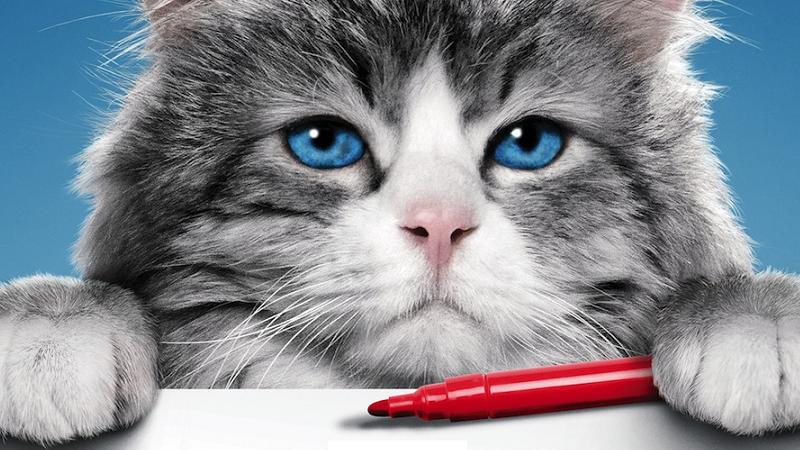 Ma Vie De Chat